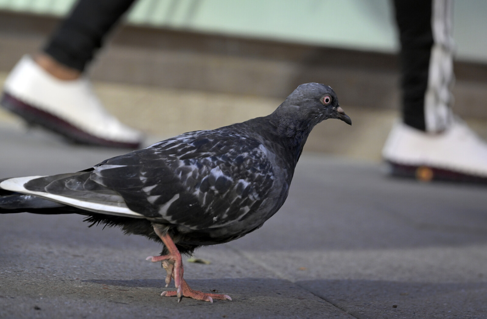 China Restaurant Closes – "Duck" was Pigeon from the Street