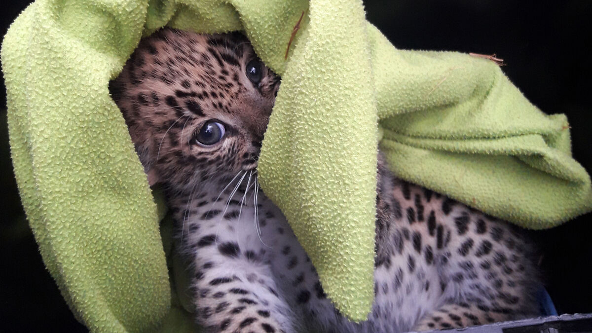 Three Persian leopard cubs born