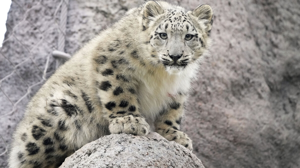 Leopard euthanized after zoo accident