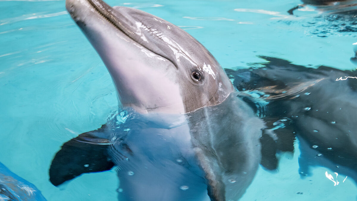 Kolmården dolphinarium criticized over deficiencies