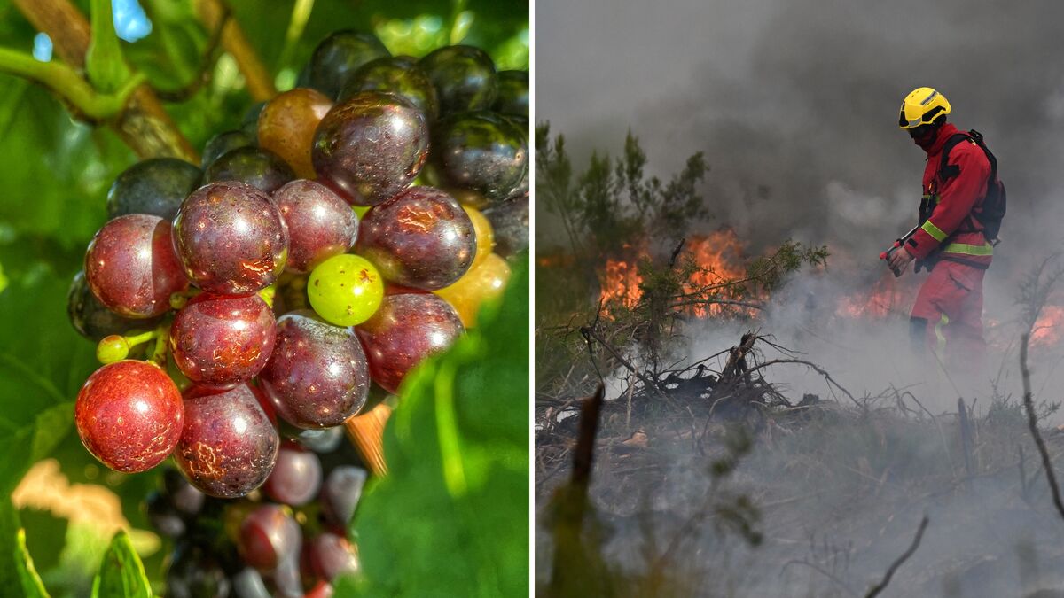 French winegrowers face losses as