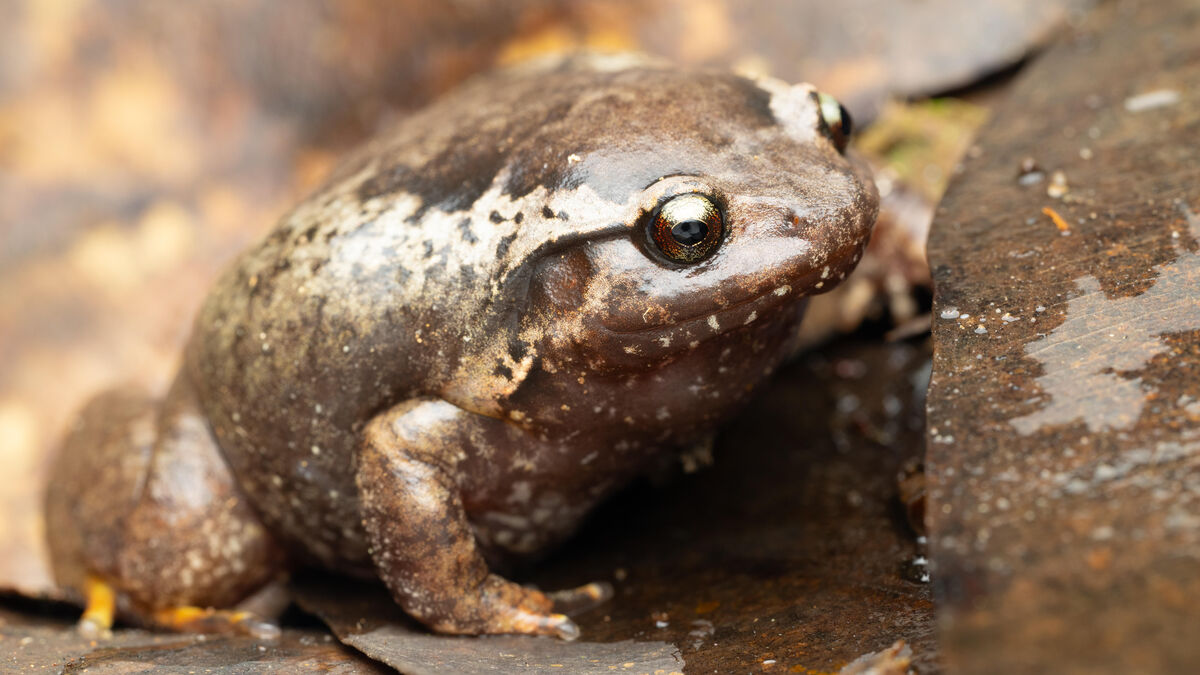 Seven new diamond frogs discovered