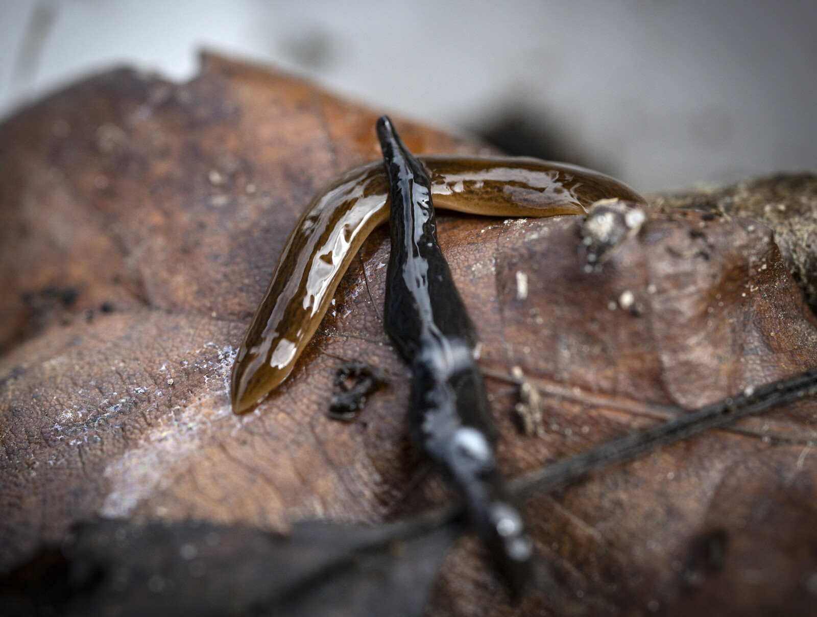 Obama Nungara Flatworm Found in