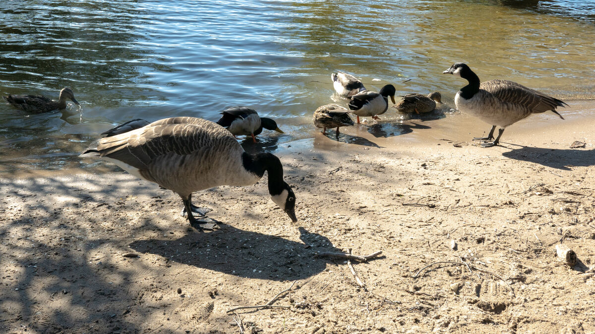 Cardboard foxes against geese were