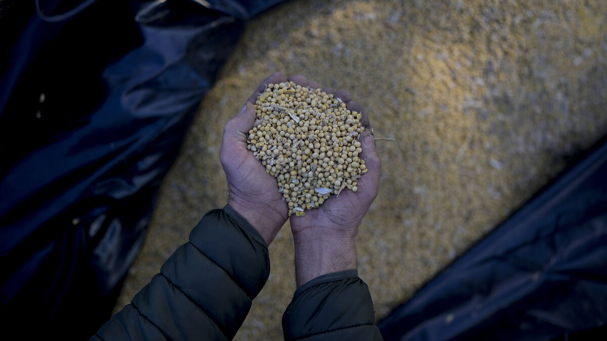 Food giants leave Amazon soybean accord