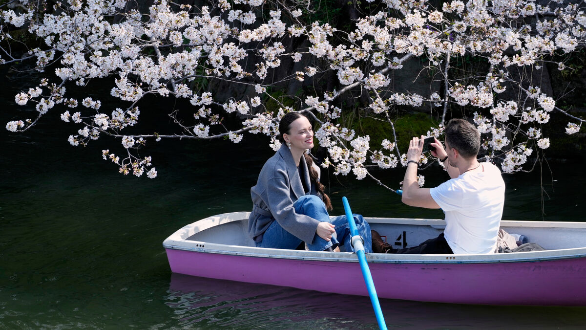Sign of spring: Japan's cherry