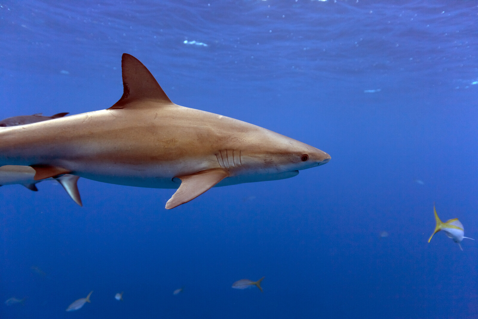 Sailor killed by shark south of the Canary Islands