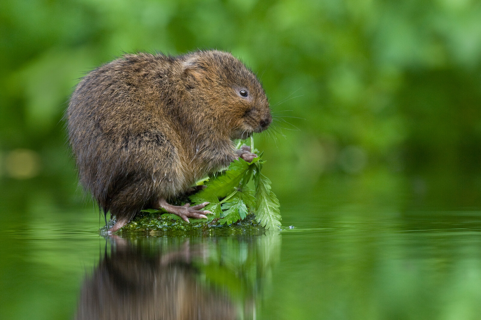 Water Voles Tracked with Edible