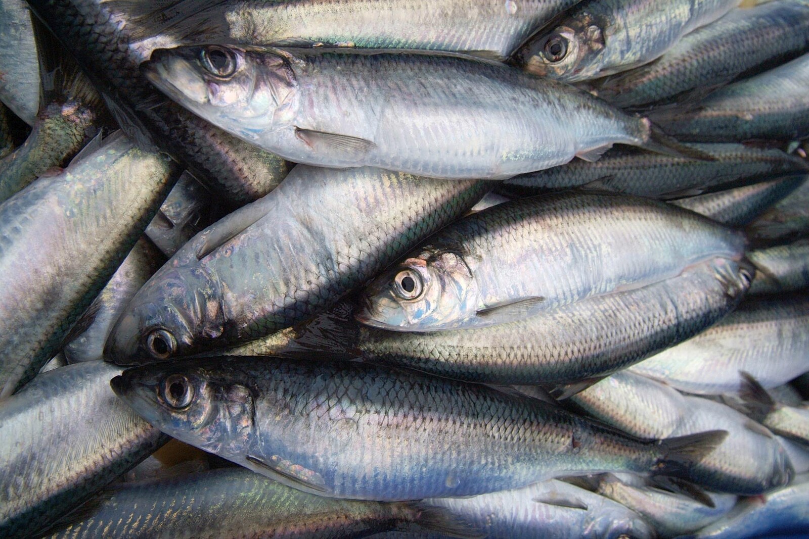 Vasa Ship's Herring Offers Clues on Fish Adaptation to Climate Change