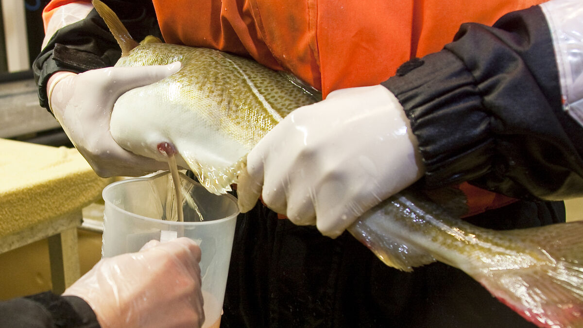 Contagious cod virus spreads, tens