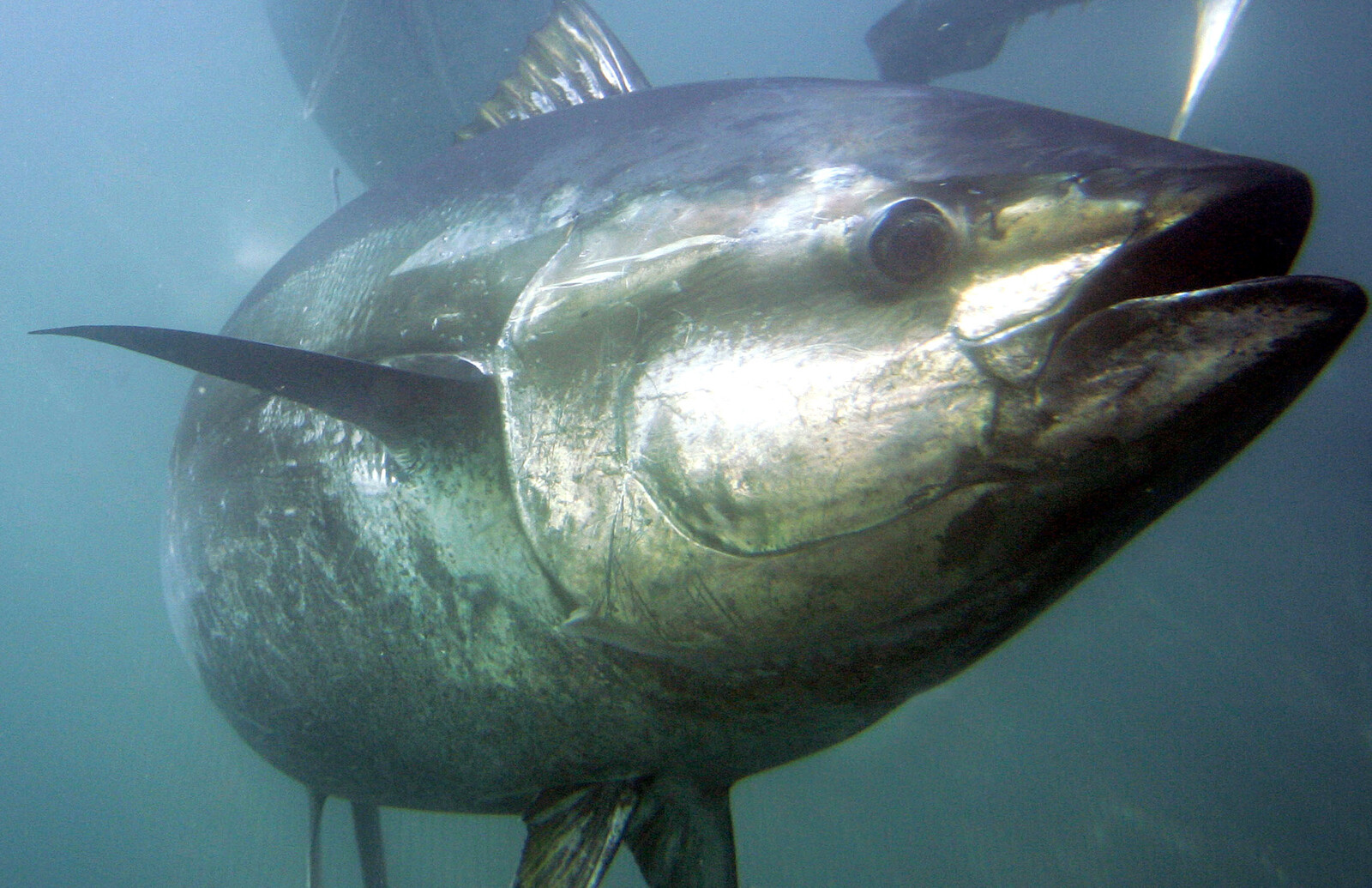 Whale Threats Led to Warm-Blooded Fish Evolution Study Finds