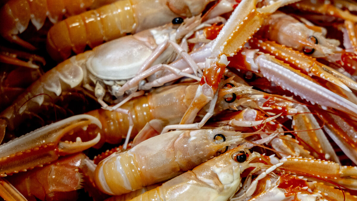 Common painkillers work on lobsters,