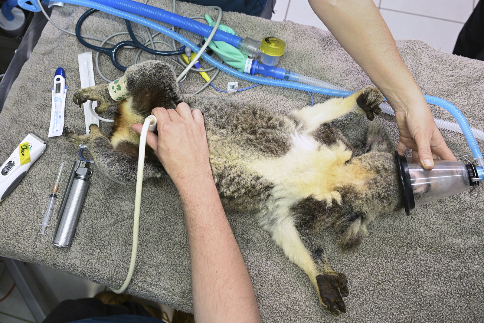 New Vaccine Offers Hope Against Chlamydia for Australia's Koalas