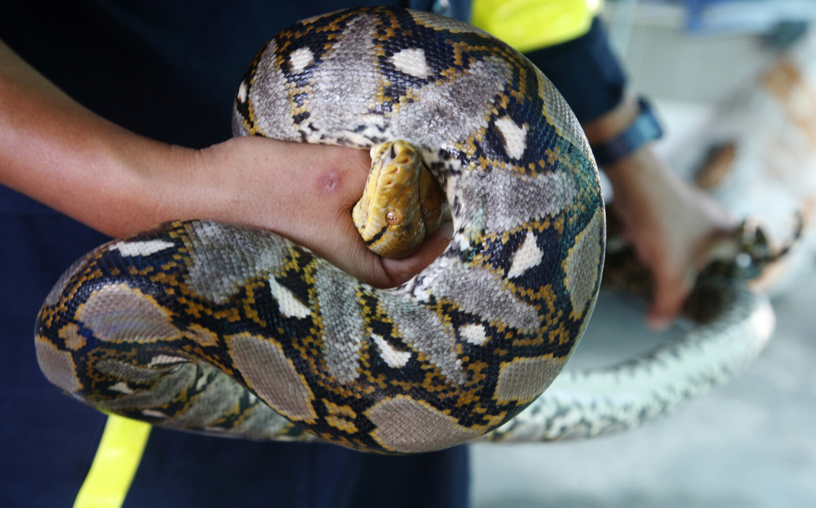 Attacked by giant snake in