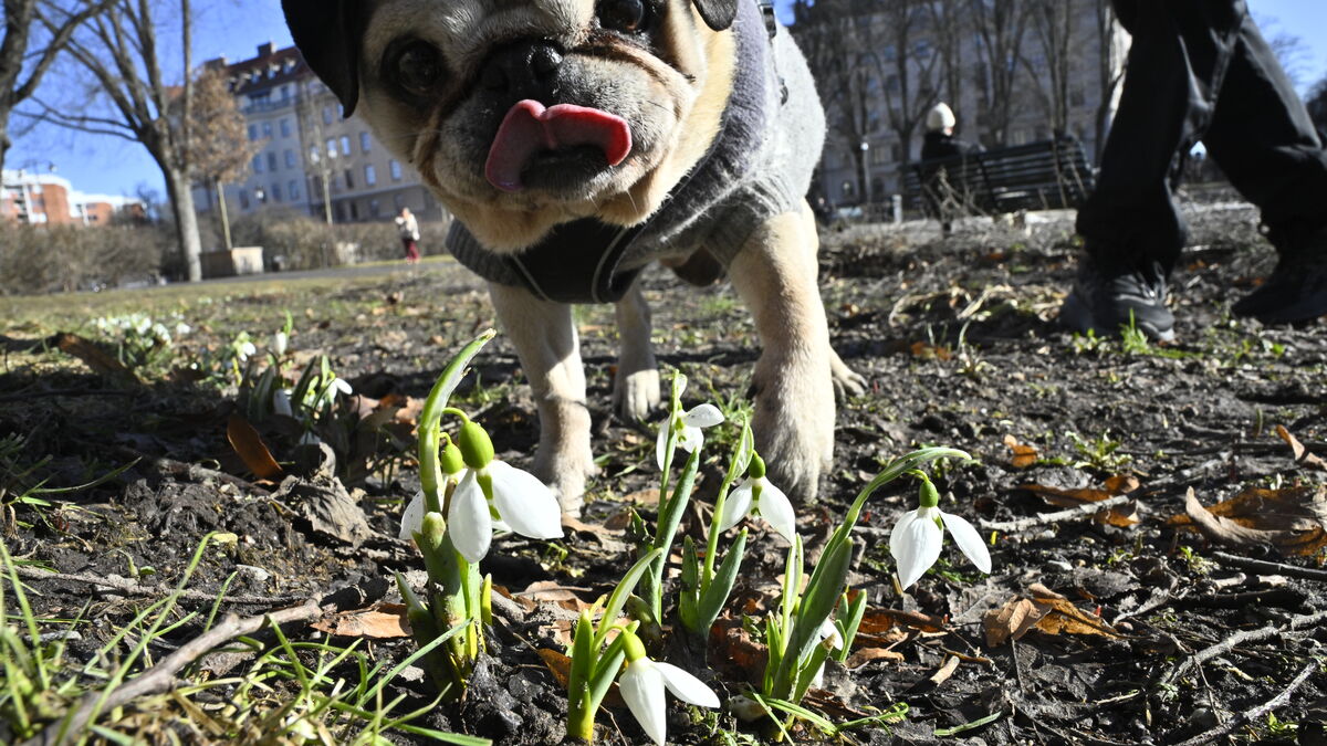 Swedish spring is arriving earlier