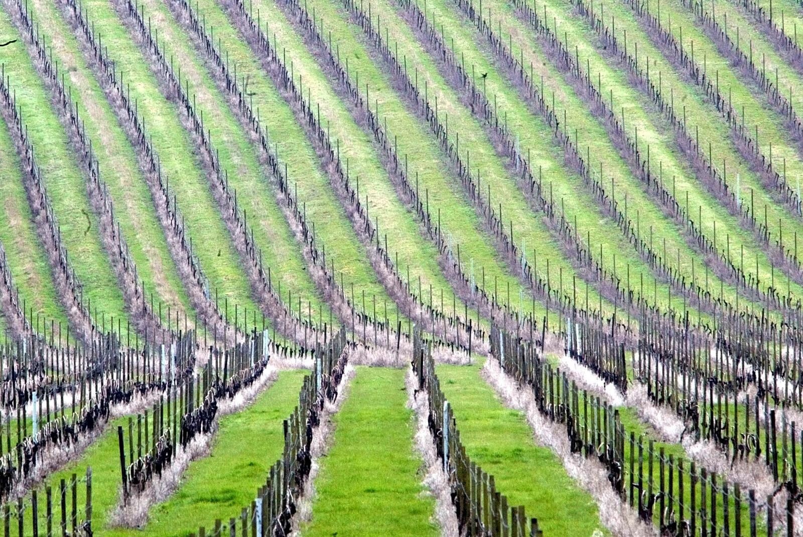 Five years after Brexit – English wine protected in the EU