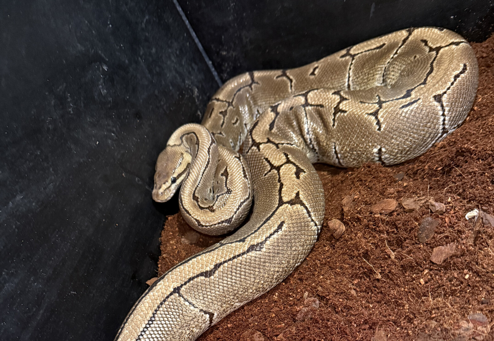 Multiple Pythons Found in Varberg