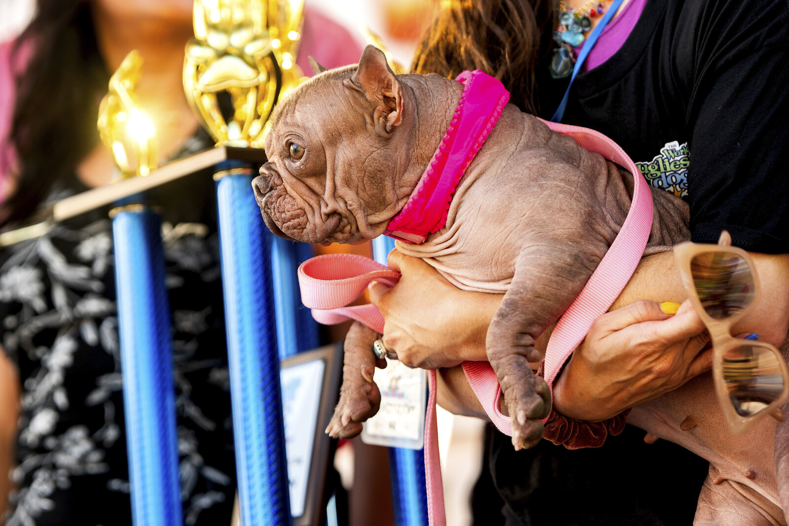 Petunia Crowned World's Ugliest Dog