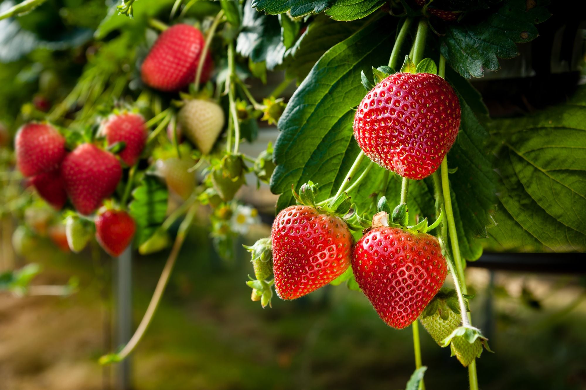 Midsummer strawberries